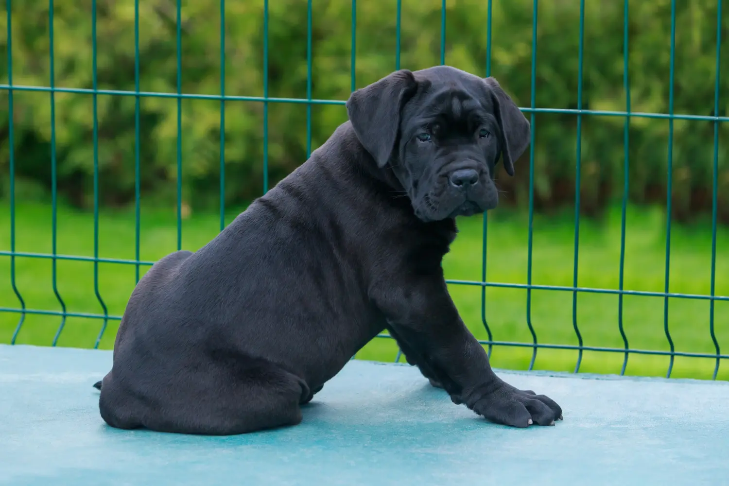 At købe en Cane Corso Italiano-hvalp betyder at tage ansvar! Køb Cane Corso Italiano hvalpe.