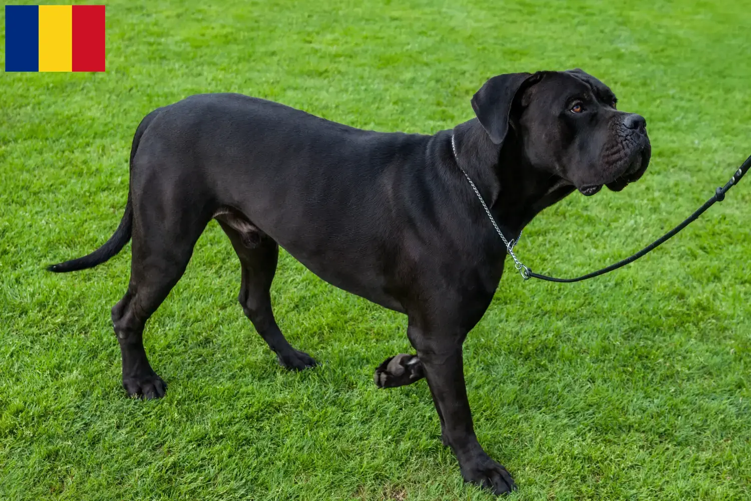 Cane Corso Italiano hvalpe og opdrættere Rumænien Find opdrættere af Cane Corso Italianos i Rumænien.