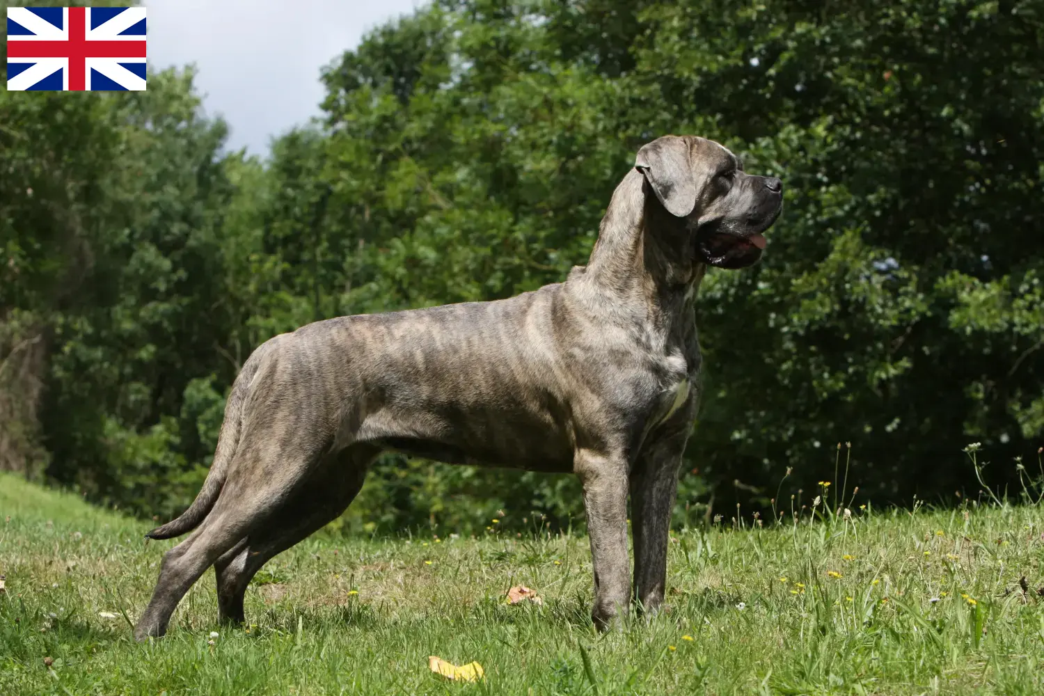 Cane Corso Italiano hvalpe og opdrættere Storbritannien Find opdrættere af Cane Corso Italianos i Storbritannien.