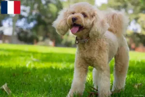Read more about the article Cavoodle-opdrættere og hvalpe i Frankrig