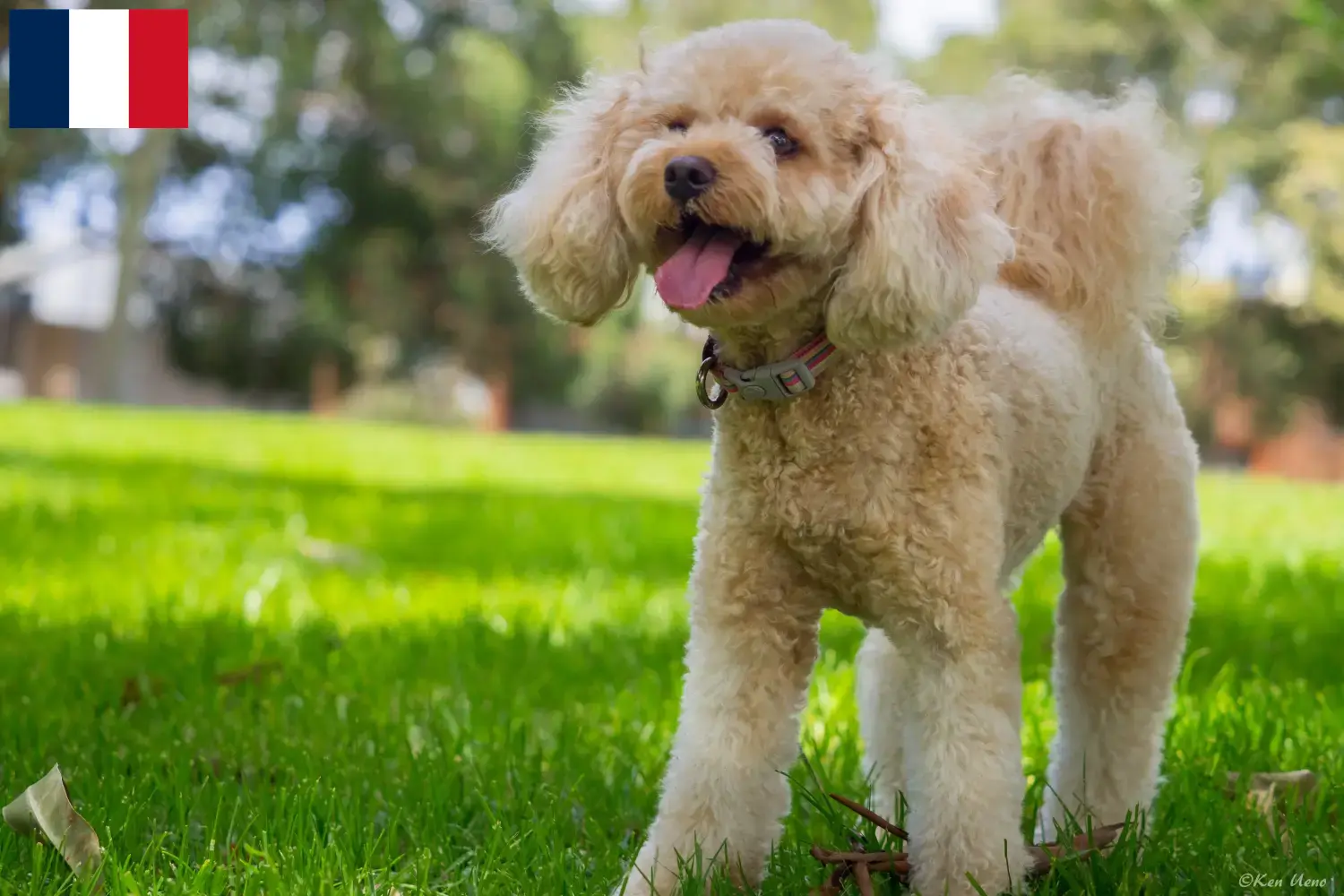 Cavoodle hvalpe og opdrættere Frankrig Her kan du finde Cavoodles-opdrættere i Frankrig.