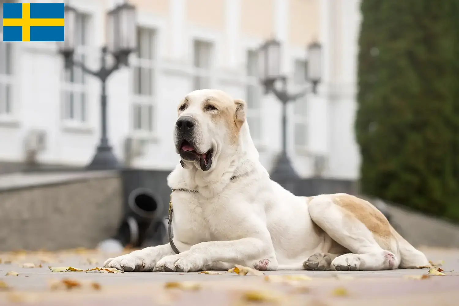 Centralasiatiske hyrdehundehvalpe og opdrættere Sverige Find her centralasiatiske hyrdehundeopdrættere i Sverige.