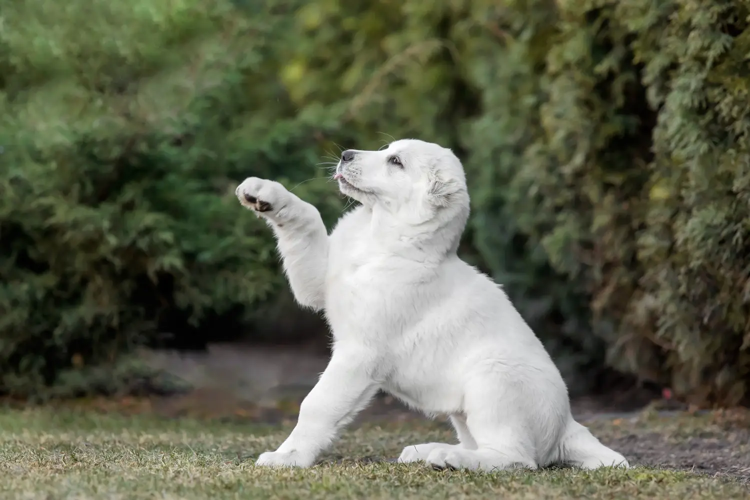 At købe en centralasiatisk hyrdehvalp betyder at tage ansvar! Køb centralasiatiske hyrdehundehvalpe.