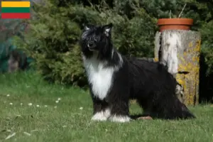 Read more about the article Opdrættere og hvalpe af Chinese Crested Dog i Litauen