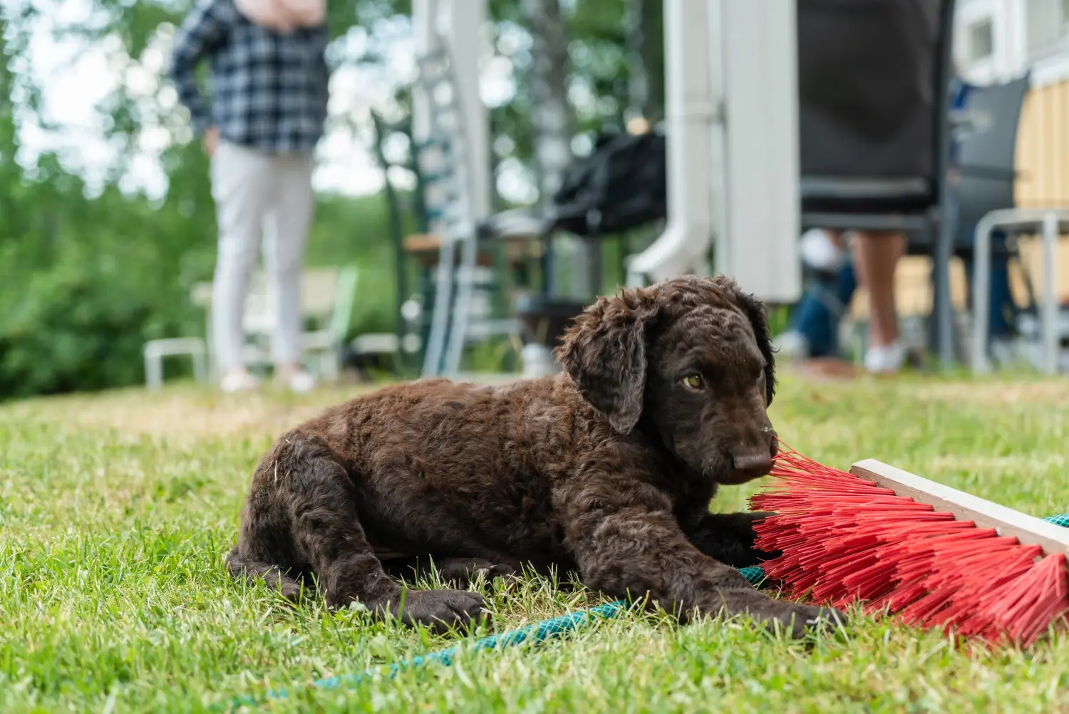 At købe en Curly Coated Retriever-hvalp betyder at tage ansvar! Køb Curly Coated Retriever-hvalpe.
