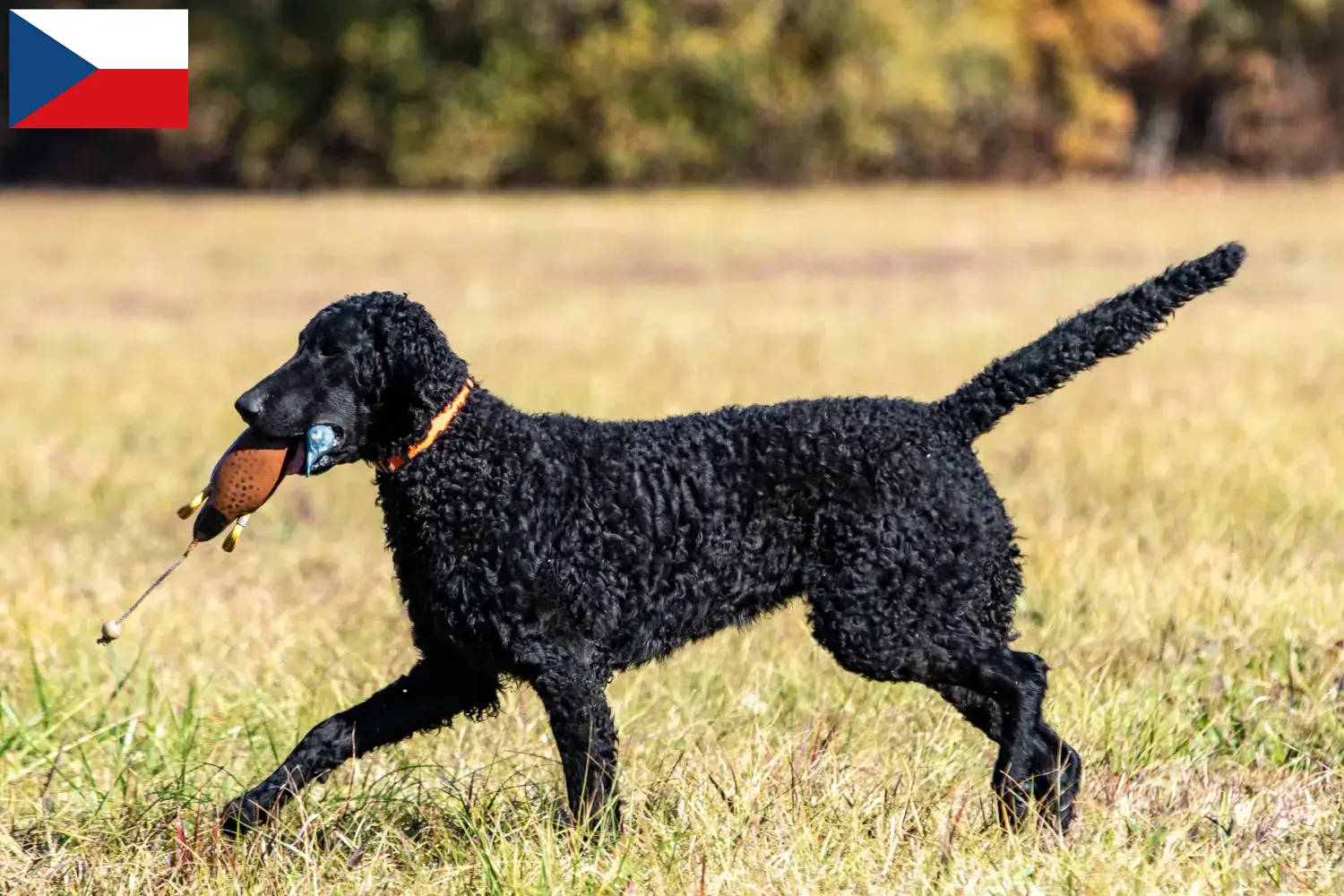 Read more about the article Curly Coated Retriever opdrættere og hvalpe i Tjekkiet