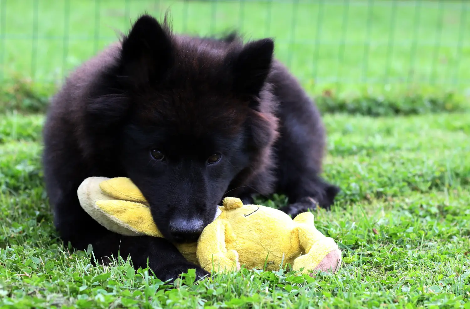 At købe en Eurasier-hvalp betyder at tage ansvar! Køb Eurasier-hvalpe.