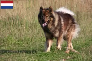 Read more about the article Eurasier-opdrættere og hvalpe i Holland