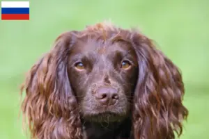 Read more about the article Field Spaniel-opdrættere og hvalpe i Rusland