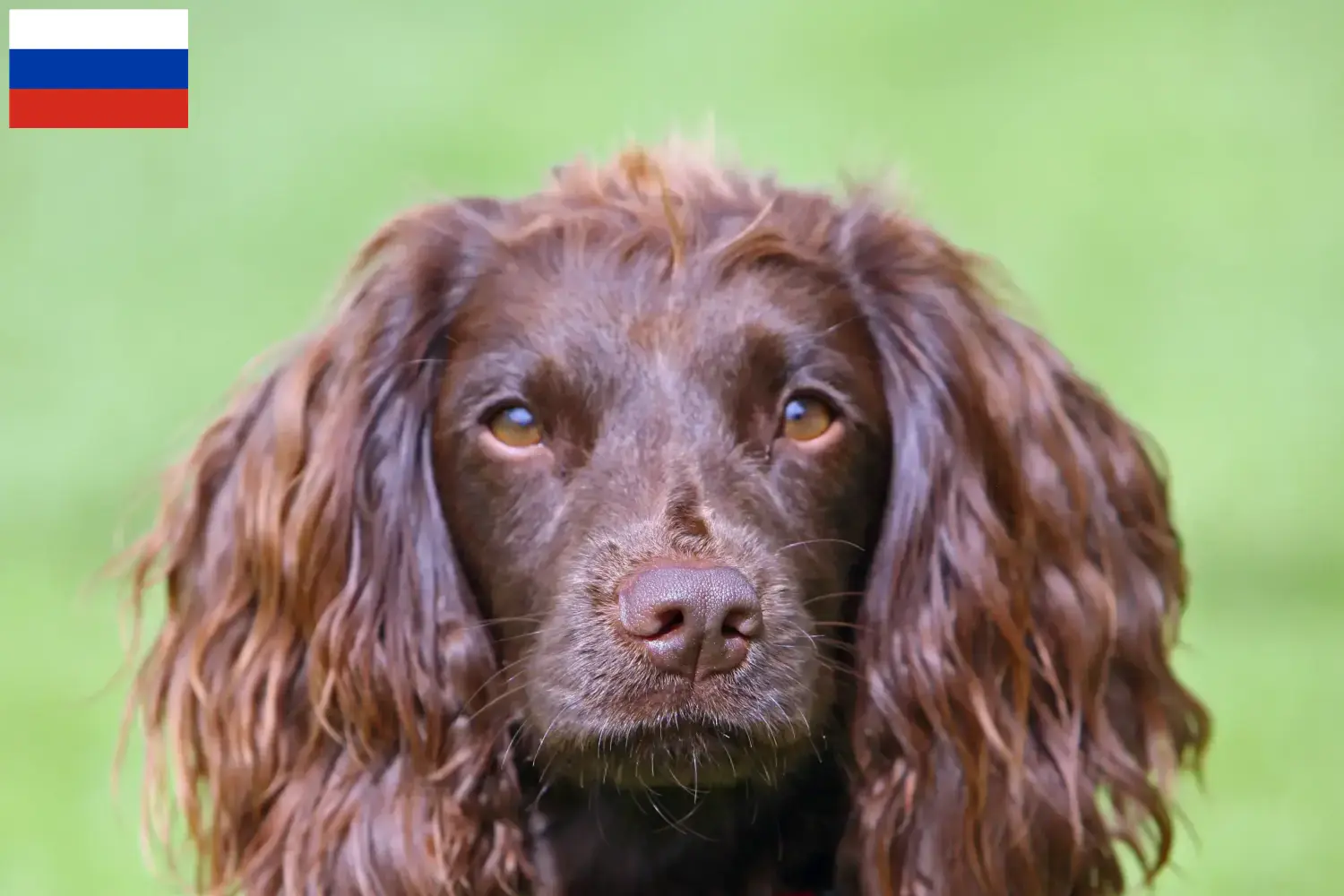 Read more about the article Field Spaniel-opdrættere og hvalpe i Rusland