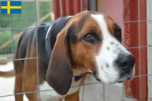 Read more about the article Finske hundeopdrættere og hvalpe i Sverige