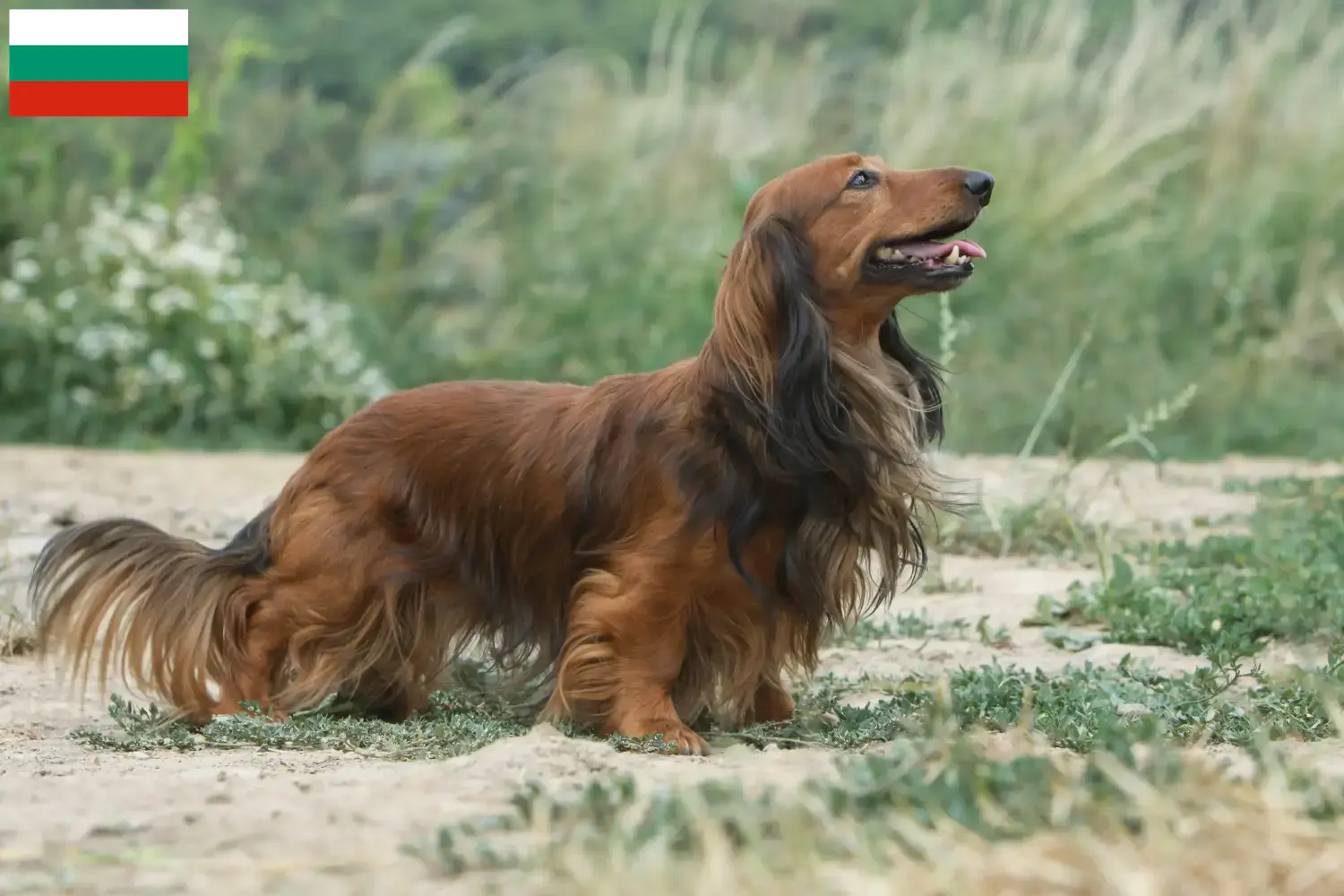 Gravhundehvalpe og opdrættere Bulgarien Her kan du finde gravhundeopdrættere i Bulgarien.
