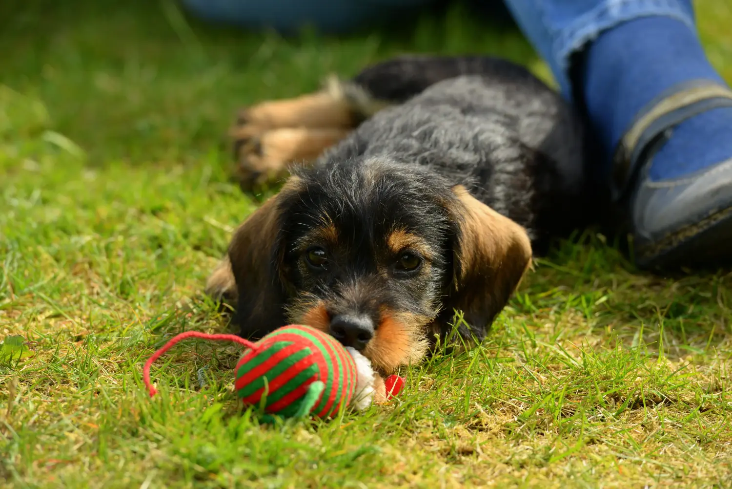 At købe en gravhundehvalp betyder at tage ansvar! Køb gravhundehvalpe.