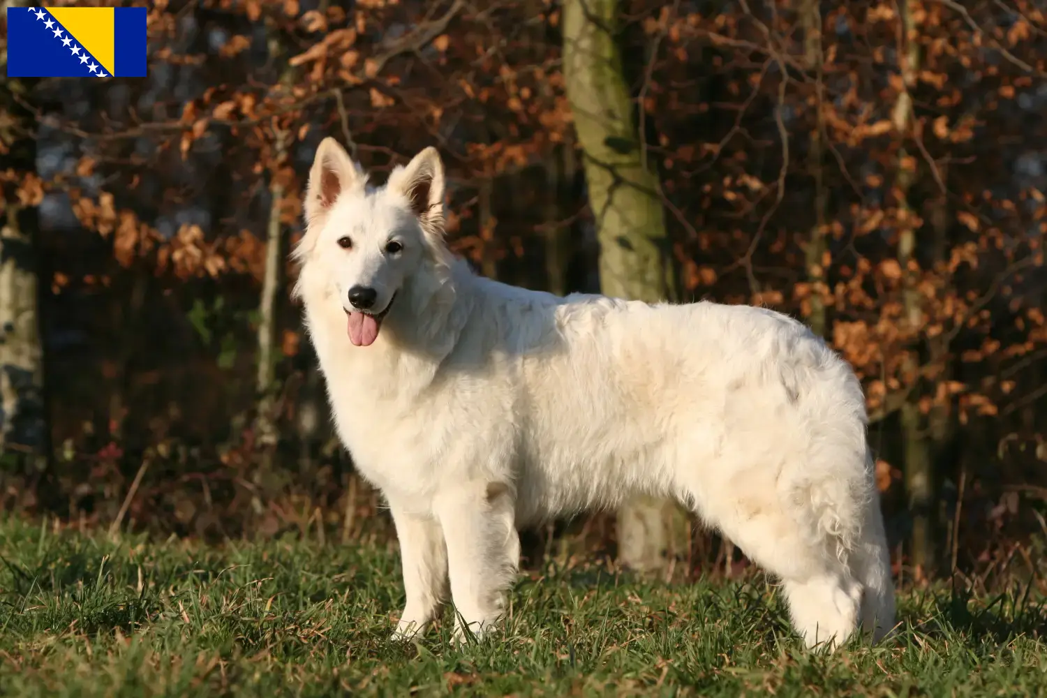 Hvide schweizerhundehvalpe og opdrættere Bosnien-Hercegovina Find opdrættere af hvide schweiziske hyrdehunde i Bosnien-Hercegovina.