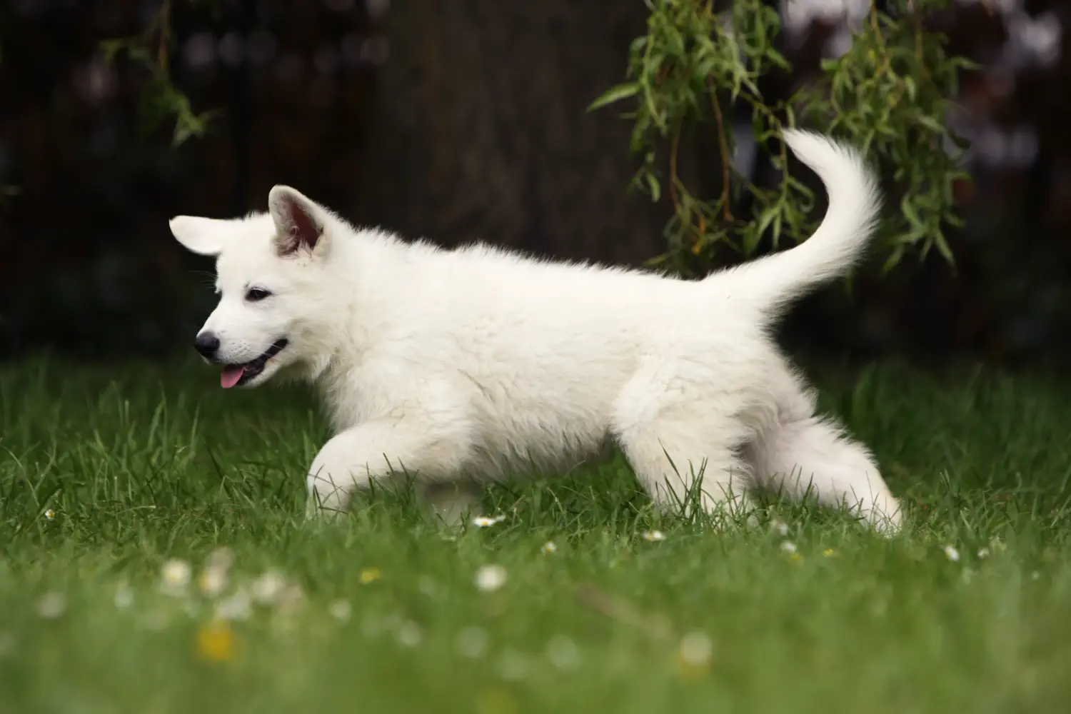 At købe en hvid schweizerhundehvalp betyder at tage ansvar! Køb hvide schweiziske hyrdehundehvalpe.
