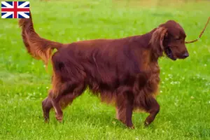Read more about the article Irish Red Setter opdrættere og hvalpe i Storbritannien