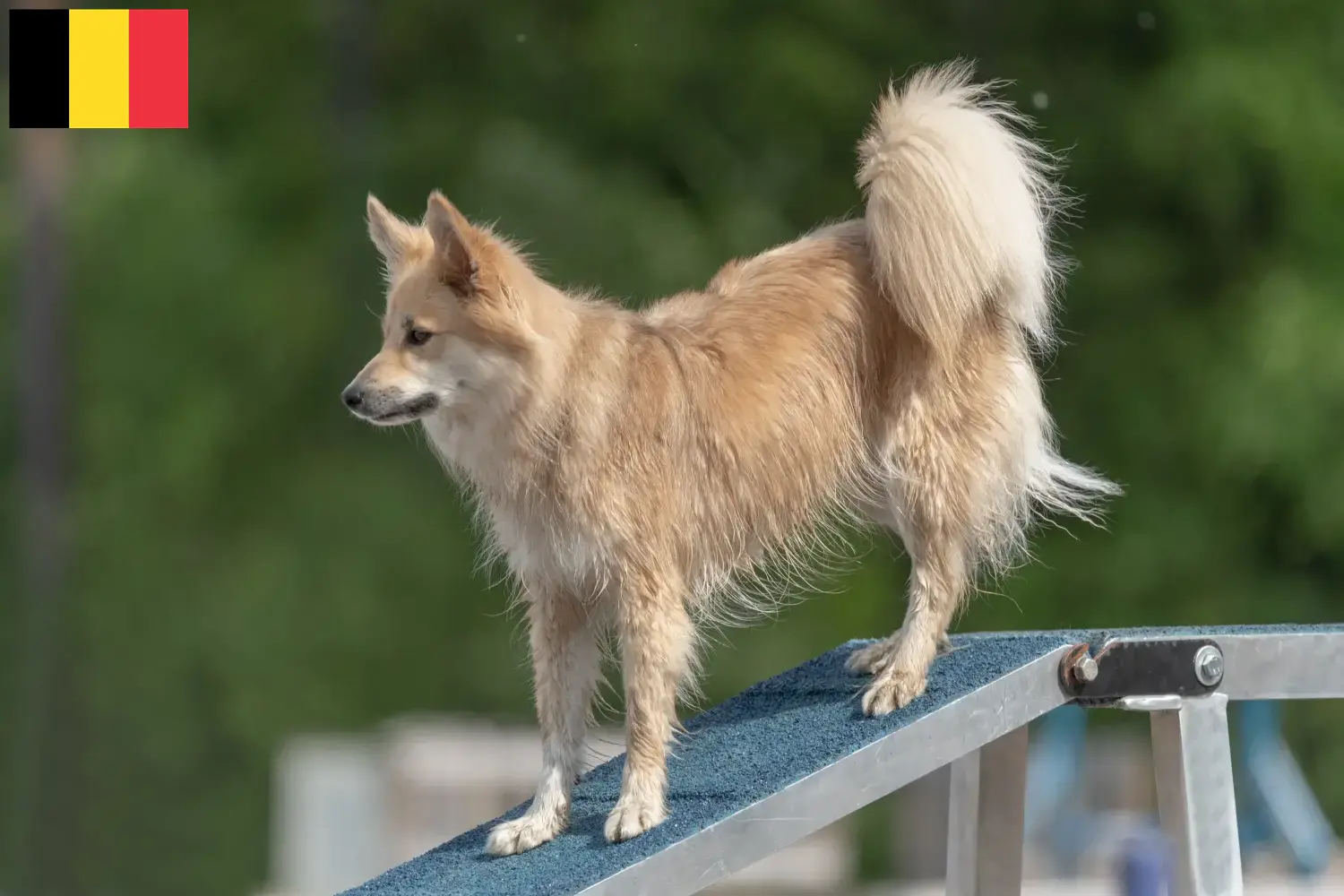 Read more about the article Islandske hundeopdrættere og hvalpe i Belgien