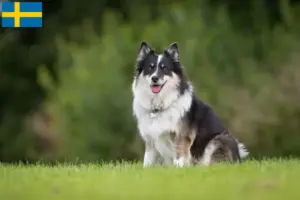 Read more about the article Islandske hundeopdrættere og hvalpe i Sverige