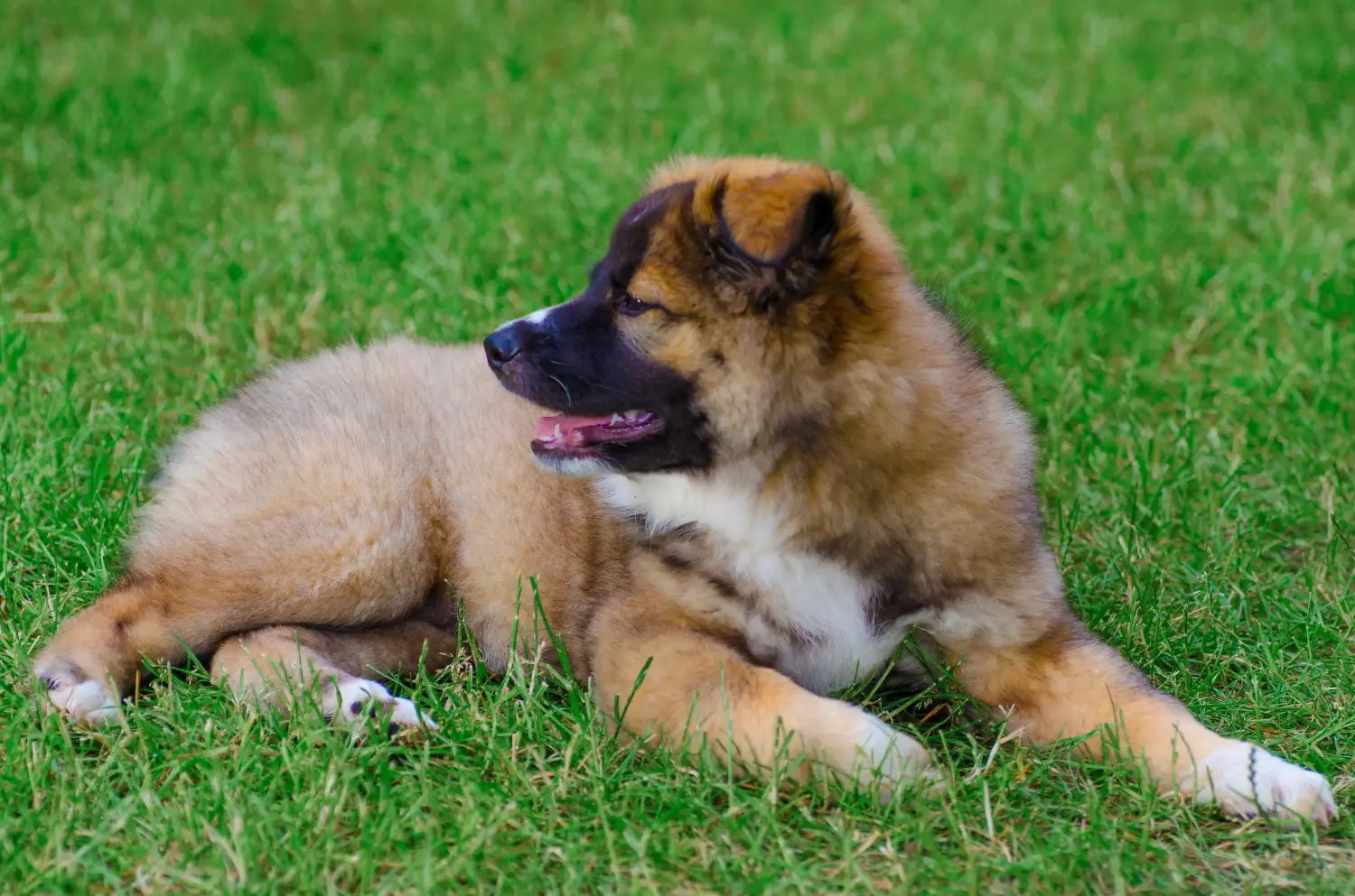 At købe en islandsk hundehvalp betyder at tage ansvar! Køb islandske hundehvalpe.