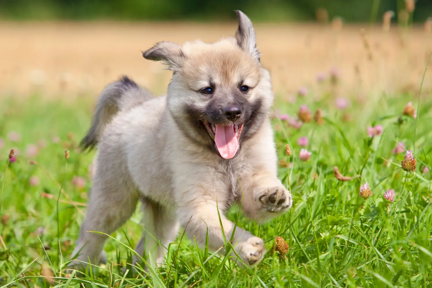 At købe en islandsk hundehvalp betyder at tage ansvar! Køb islandske hundehvalpe.