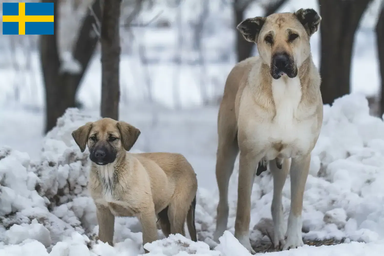 Read more about the article Kangal-opdrættere og hvalpe i Sverige