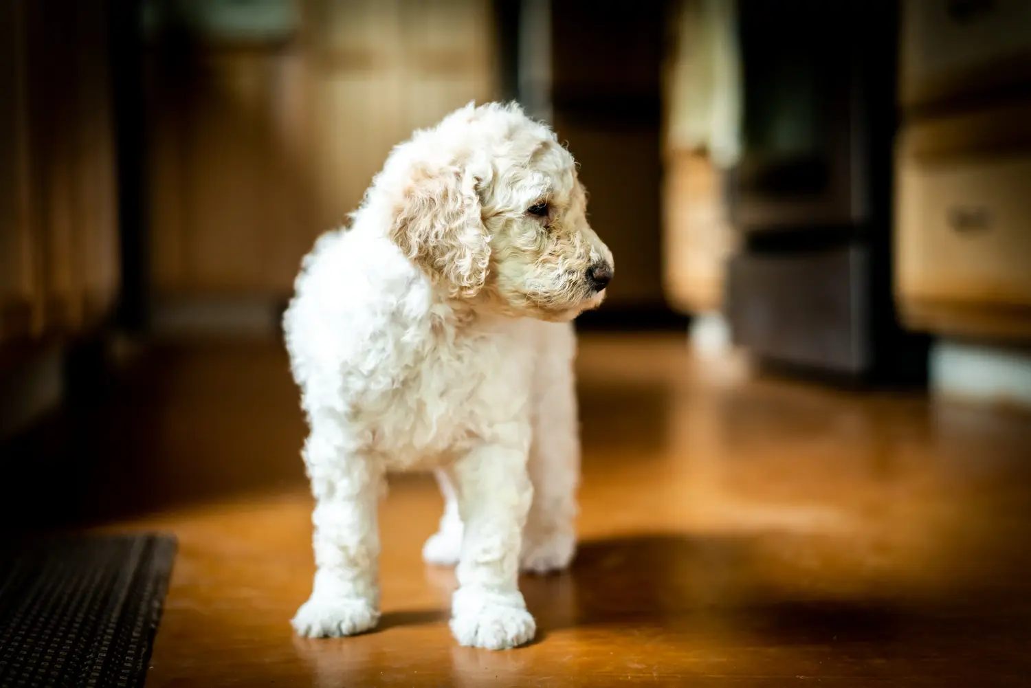 At købe en labradoodle-hvalp betyder at tage ansvar! Køb labradoodle-hvalpe.