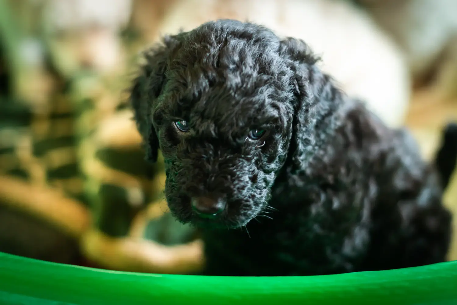 At købe en labradoodle-hvalp betyder at tage ansvar! Køb labradoodle-hvalpe.