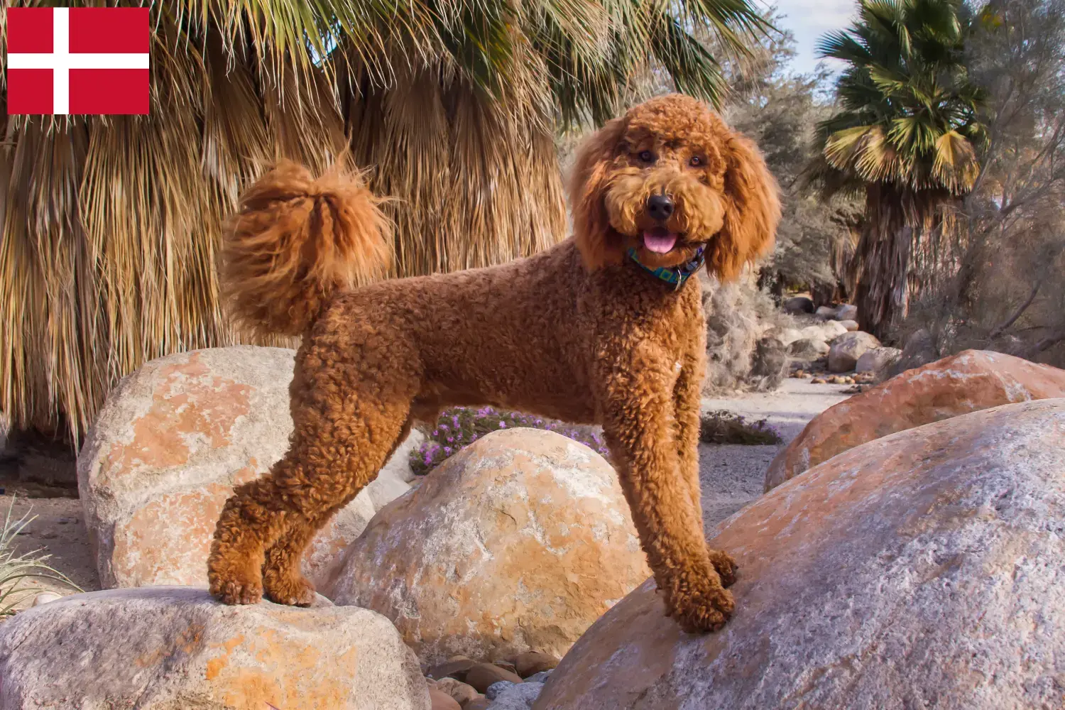 Labradoodle hvalpe og opdrættere Danmark Her kan du finde Labradoodles-opdrættere i Danmark.
