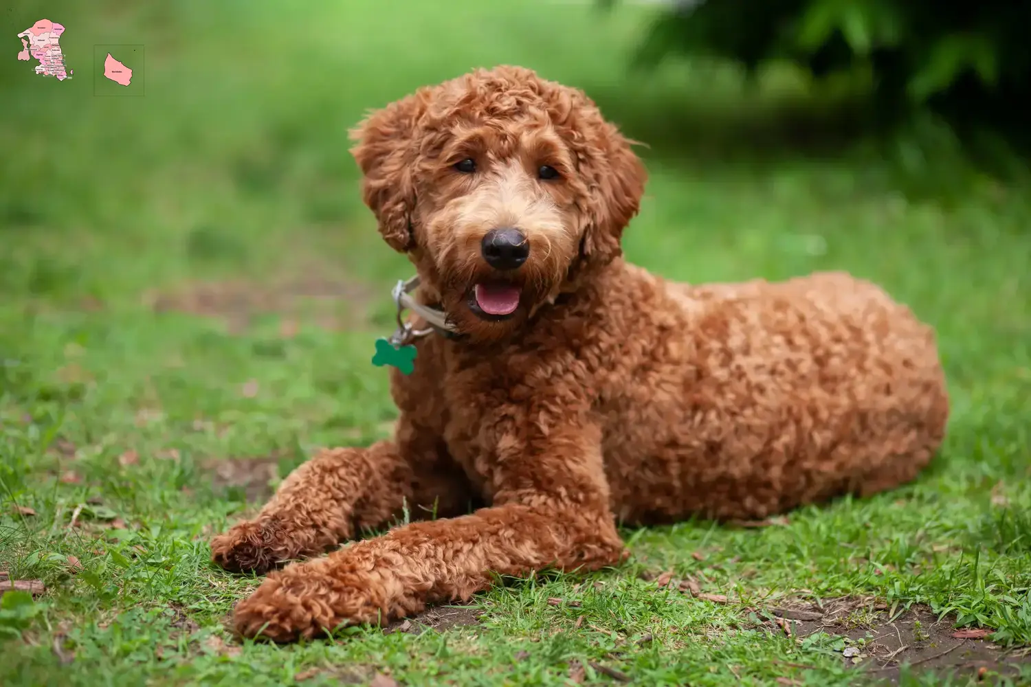 Labradoodle hvalpe og opdrætter Hovedstaden Find Labradoodles-opdrættere i Hovedstaden her.