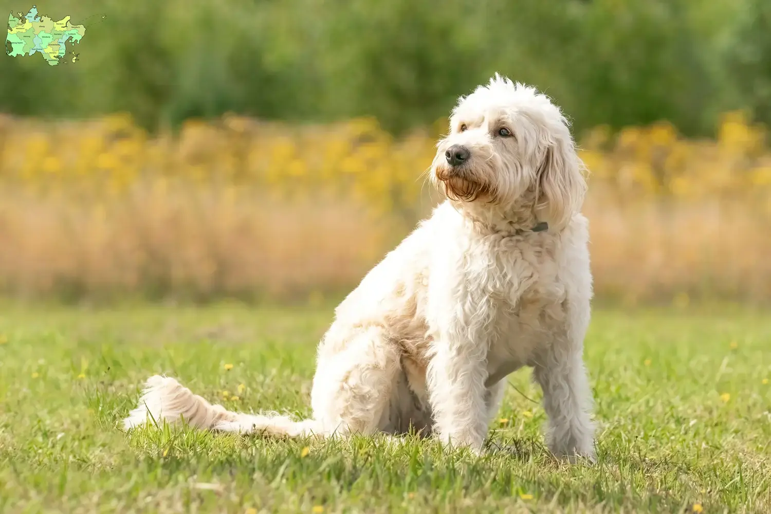 Labradoodle hvalpe og opdrættere Midtjylland Find Labradoodles-opdrættere i Midtjylland her.