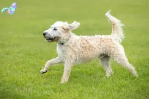 Read more about the article Labradoodle opdrættere og hvalpe i Nordjylland