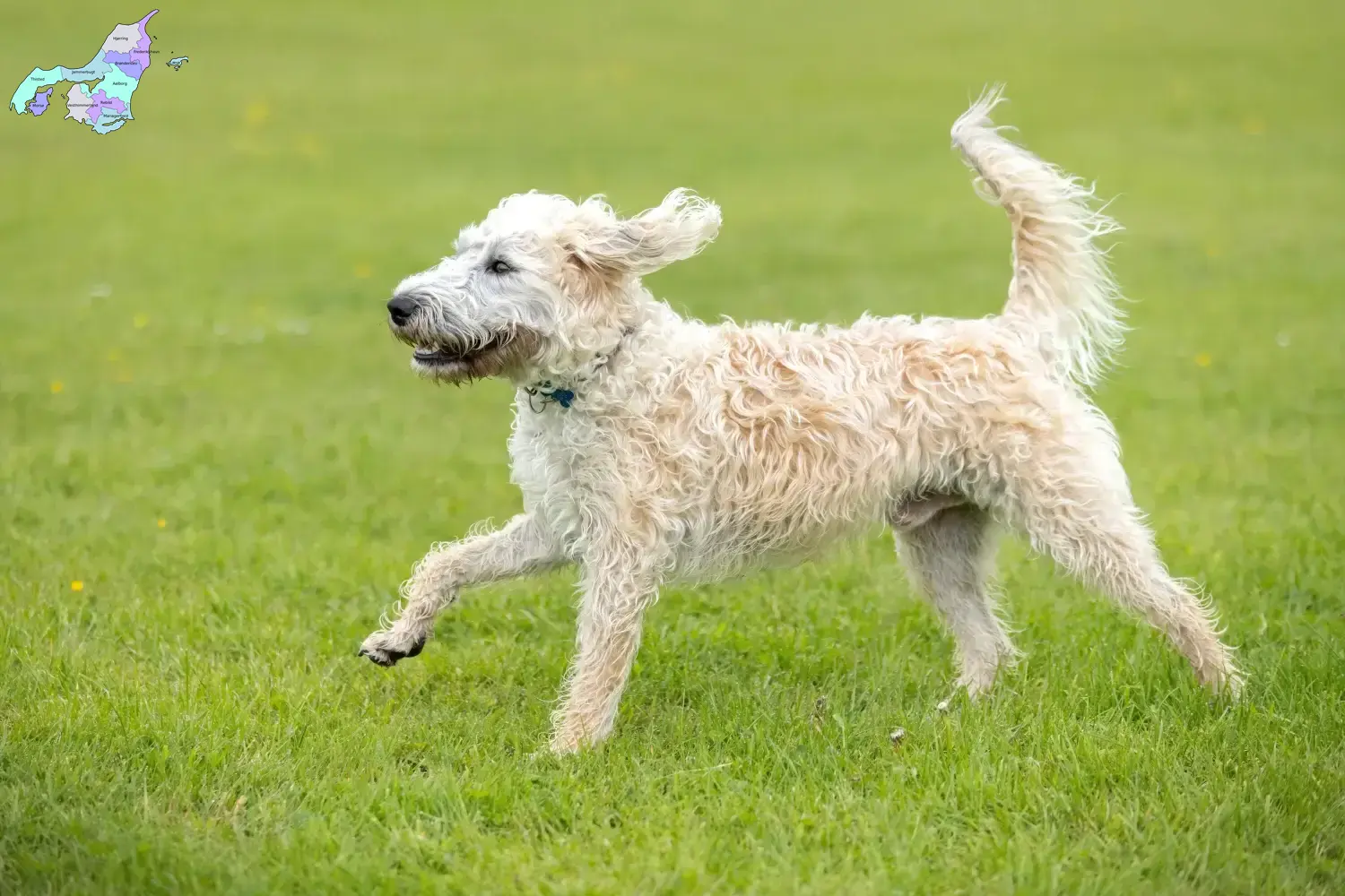 Labradoodle hvalpe og opdrættere Nordjylland Her kan du finde Labradoodles-opdrættere i Nordjylland.