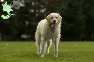 Read more about the article Labradoodle-opdrættere og hvalpe på Sjælland