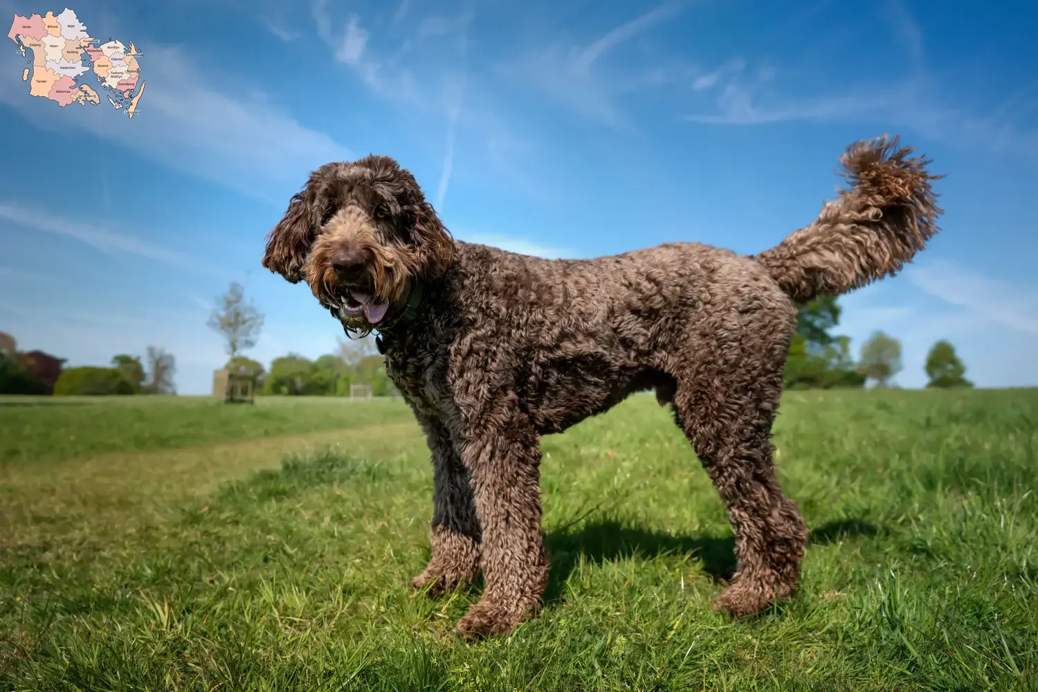 Labradoodle hvalpe og opdrættere Syddanmark Find Labradoodles-opdrættere i Syddanmark her.
