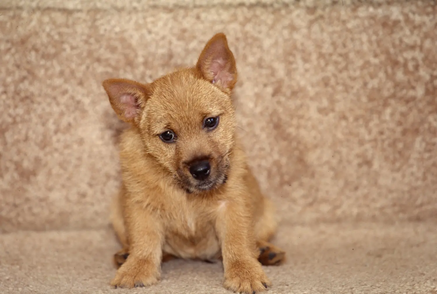 At købe en Norwich Terrier-hvalp betyder at tage ansvar! Køb Norwich Terrier hvalpe.