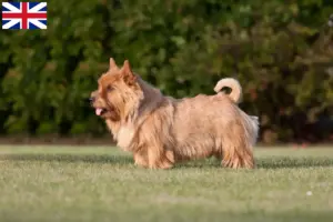 Read more about the article Norwich Terrier opdrættere og hvalpe i Storbritannien