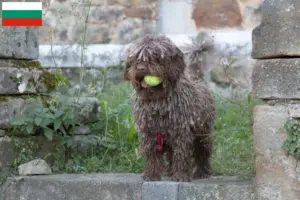 Read more about the article Perro de Agua Español opdrættere og hvalpe i Bulgarien