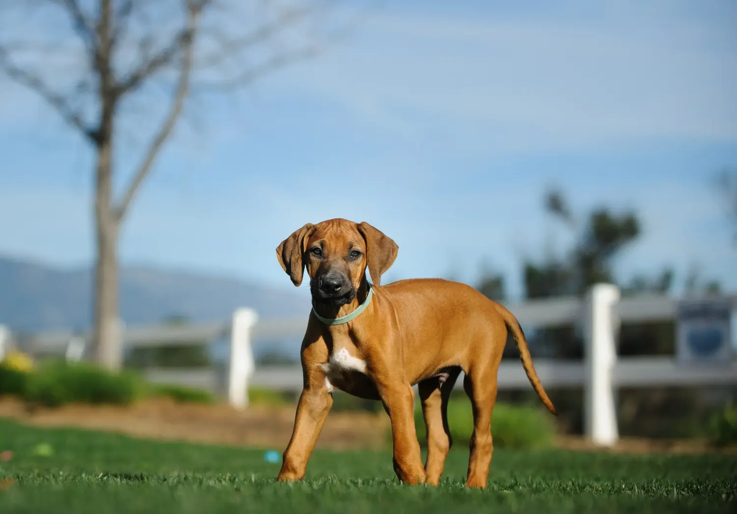 At købe en Rhodesian Ridgeback-hvalp betyder at tage ansvar! Køb Rhodesian Ridgeback hvalpe.