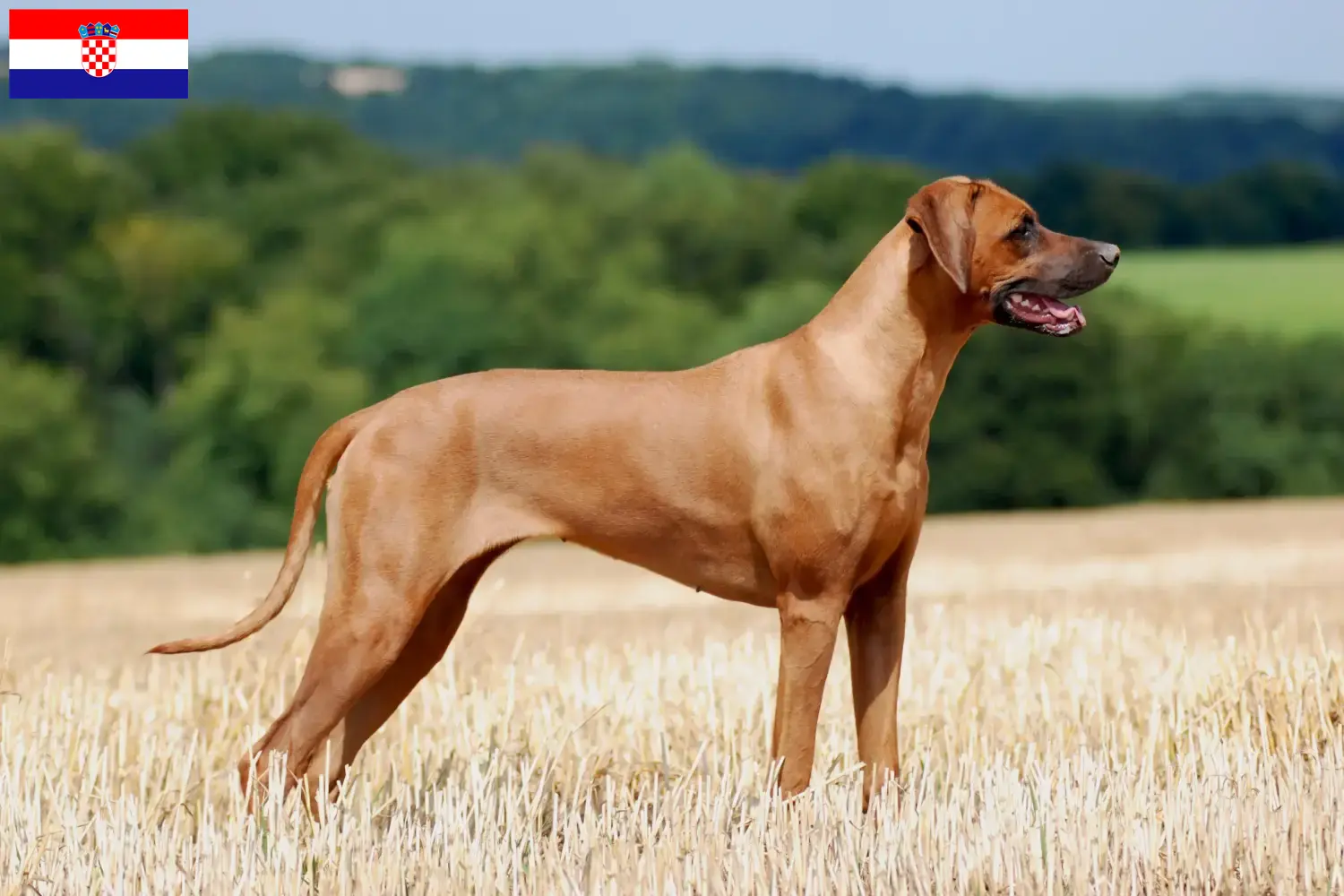 Rhodesian Ridgeback hvalpe og opdrættere Kroatien Find opdrættere af Rhodesian Ridgeback i Kroatien.