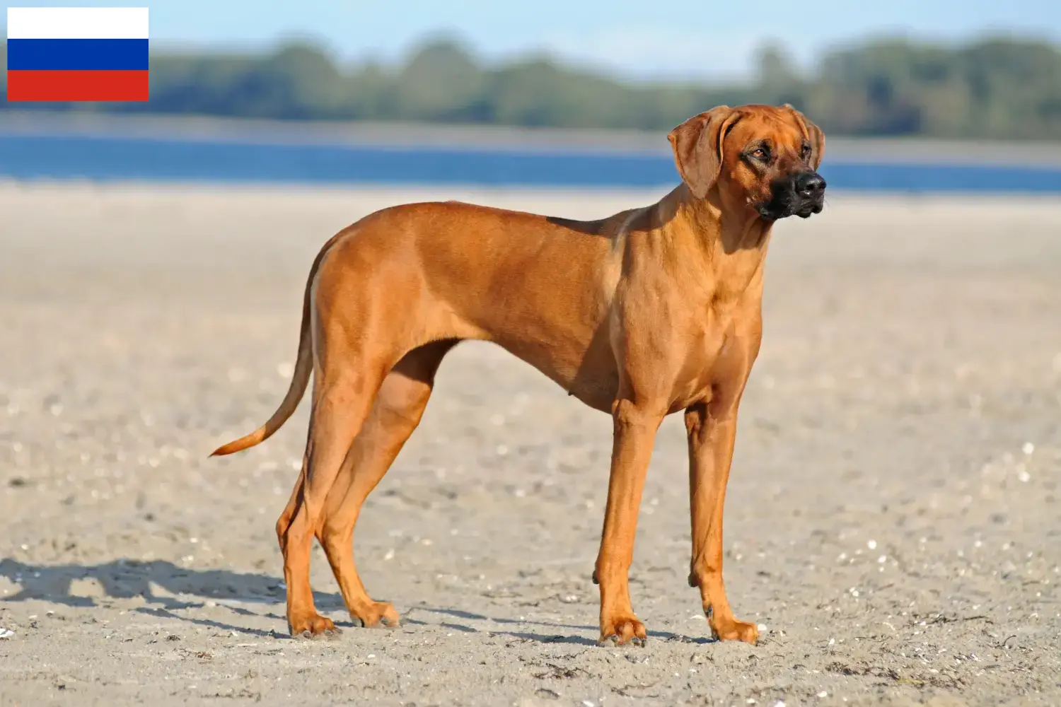 Rhodesian Ridgeback hvalpe og opdrættere Rusland Her kan du finde opdrættere af Rhodesian Ridgeback i Rusland.