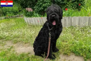 Read more about the article Russisk sort terrier opdrætter og hvalpe i Kroatien