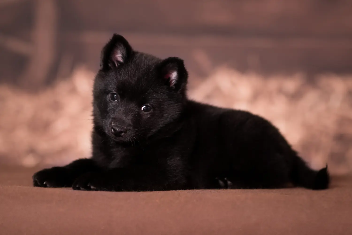 At købe en Schipperke-hvalp betyder at tage ansvar! Køb Schipperke-hvalpe.