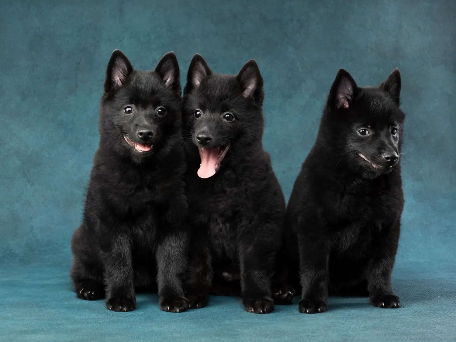 At købe en Schipperke-hvalp betyder at tage ansvar! Køb Schipperke-hvalpe.