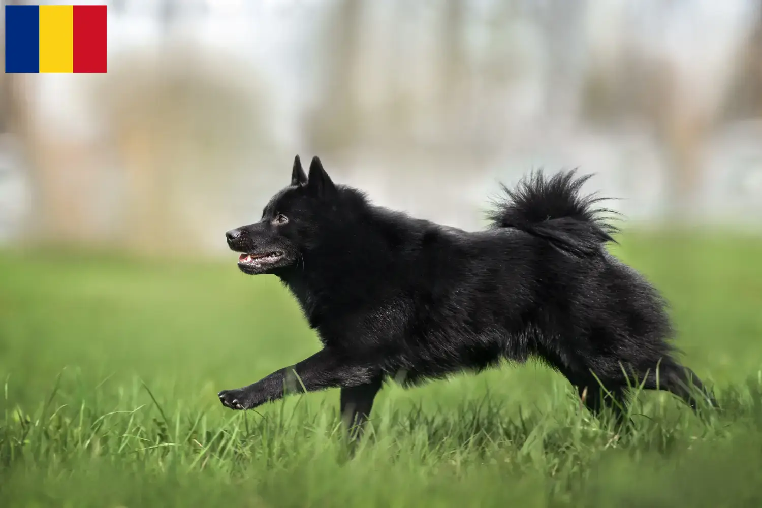 Schipperke hvalpe og opdrættere Rumænien Her kan du finde Schipperkes-opdrættere i Rumænien.
