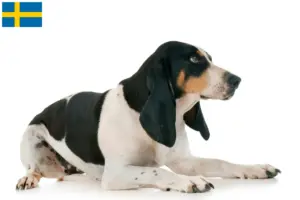 Read more about the article Schweiziske løbehundeopdrættere og hvalpe i Sverige