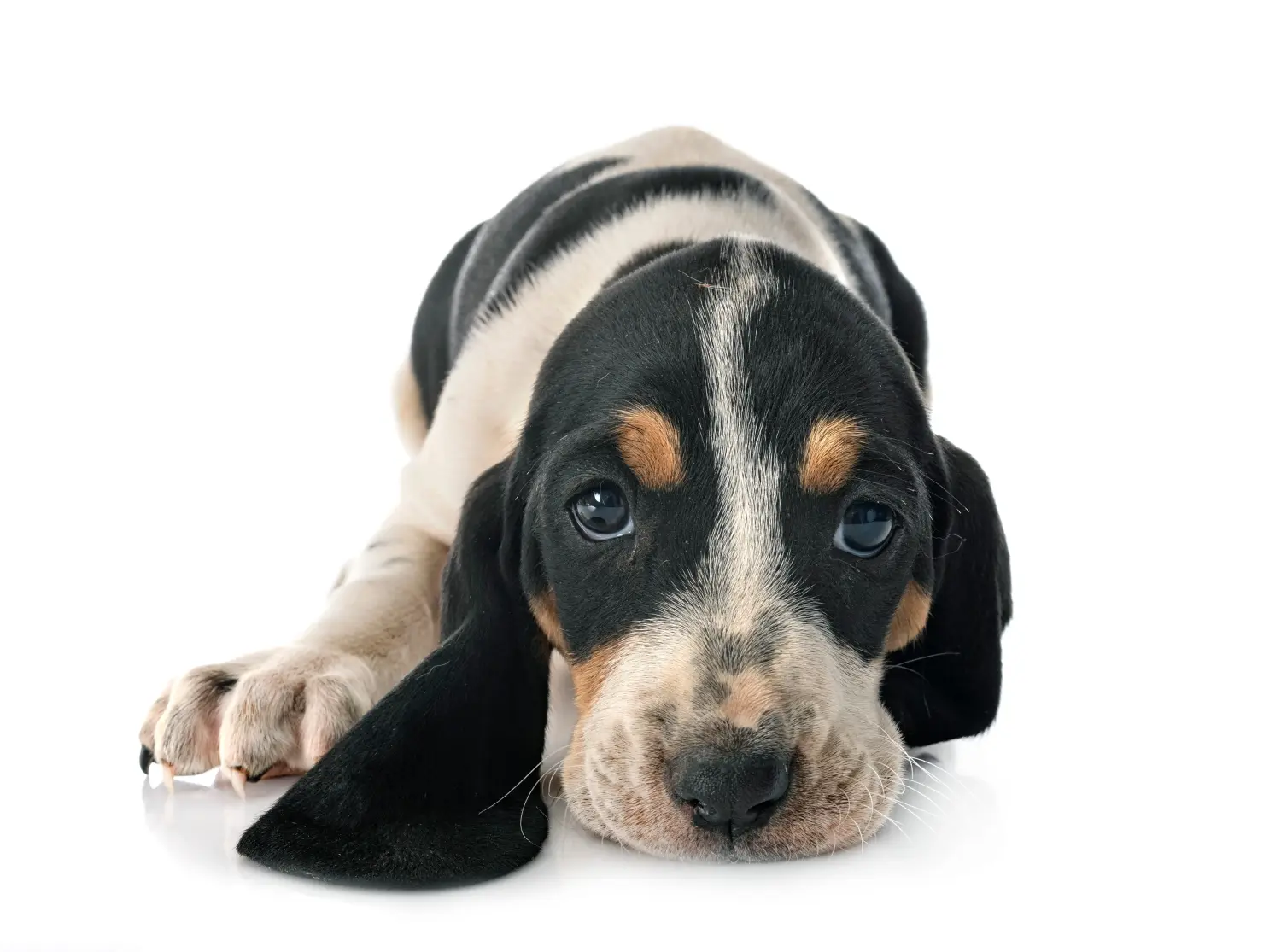 At købe en schweisshundehvalp betyder at tage ansvar! Køb schweizerhundehvalpe.