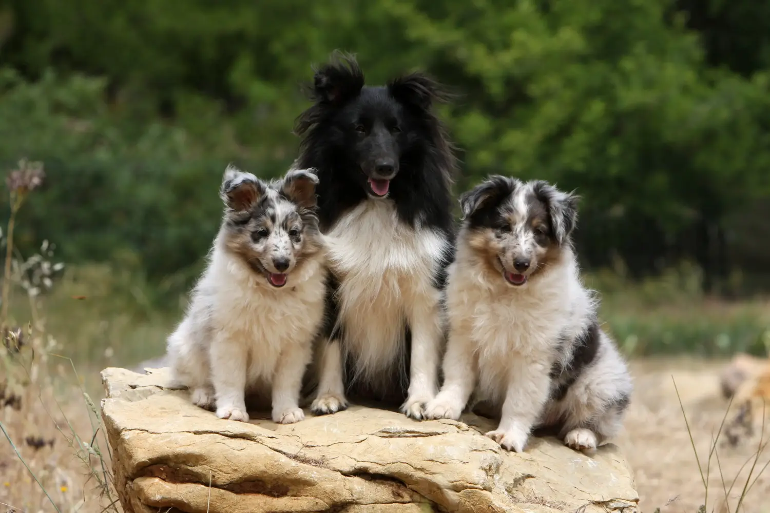 At købe en sheltiehvalp betyder at tage ansvar! Køb Sheltie-hvalpe.