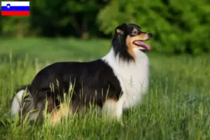 Read more about the article Sheltie-opdrættere og hvalpe i Slovenien