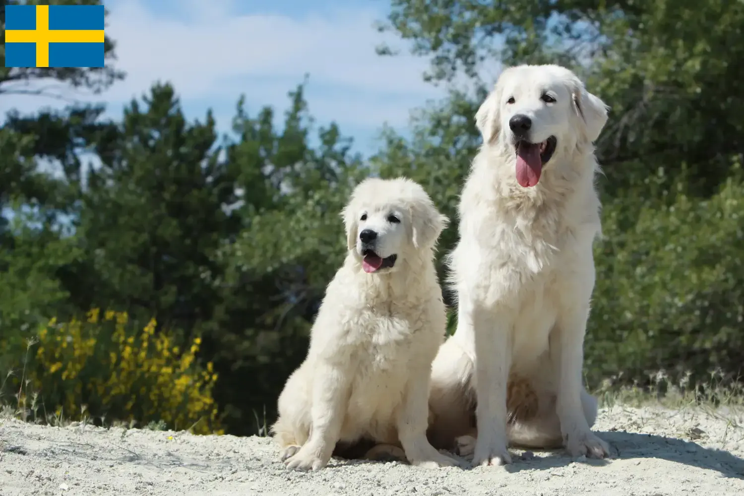 Read more about the article Tatra Sheepdog opdrættere og hvalpe i Sverige