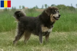 Read more about the article Tibetansk hundeopdrætter og hvalpe i Rumænien